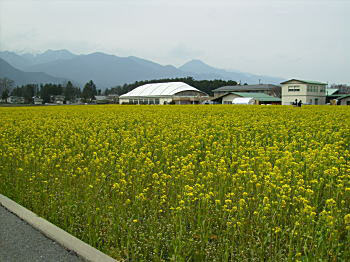 菜の花